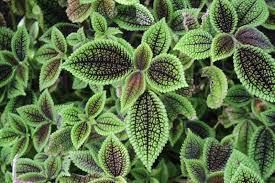 Pilea